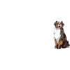 Évolution du chien Aussie