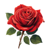 rote rose