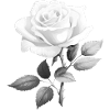 Rose blanche