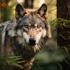 The power of the wolf