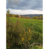 Feld unter grauem Himmel