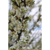 Blossoming Tree (Plum Tree)