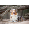 Australian Shepherd Dog Natural 768x512