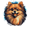 Pomeranian