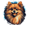Pomeranian