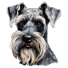 Schnauzer géant