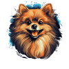 Pomeranian