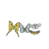 Moths Insect Collector Entomologist