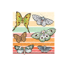 Moths Insect Collector Entomologist