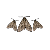 Moths Insect Collector Entomologist