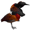 putzende Gänse, Wasservögel