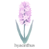 Hyacinth Flower