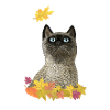Autumn Cat