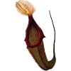 Nepenthes x miranda