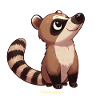 Coati