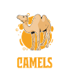 Camel Lover Egypt