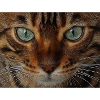 Katzenaugen, Isibat