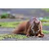Eichhörnchen