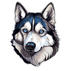 Husky