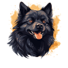Schipperke