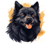 Schipperke