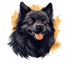 Schipperke