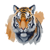 Tigre à l’aquarelle