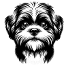Cute little dog