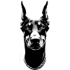Dobermann | Hundegesicht grinsender Kampfhund
