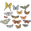 Moths Insect Collector Entomologist