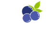 Myrtille, Fruits, Myrtille