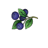 Blueberry, Fruit, Blueberry