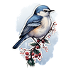 Birds in winter