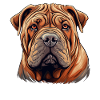 Shar Pei