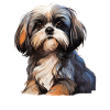 Shih Tzu