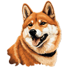 Shiba Inu