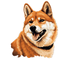 Shiba Inu