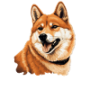 Shiba Inu