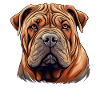 Shar Pei