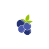 Myrtille, Fruits, Myrtille