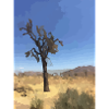 Joshua Tree