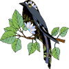 Bunter Vogel