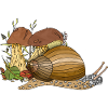 Snail