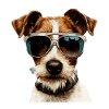 Foxterrier Cool - Foxterrier Hund