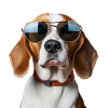 Beagle Cool - Chien Beagle
