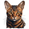 Bengal Cat