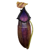 Nepenthes bongso