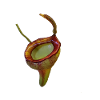 Nepenthes jamban 02