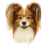 Papillon