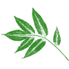 Blatt Esche - Eschenblatt BOTANISCH